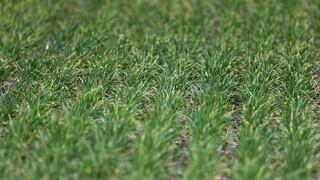 Belga Biobest compra proveedor brasileño de soluciones agrícolas por US$ 570 mllns.