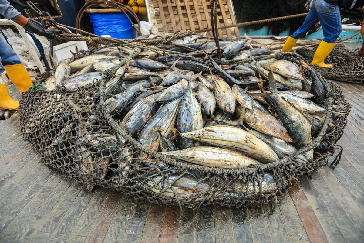La menor actividad de la anchoveta impactó el crecimiento de Almafin durante el primer semestre. Foto: GEC