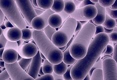 Síntomas y cómo se adquiere la mortal bacteria ‘come carne’ que afecta Estados Unidos