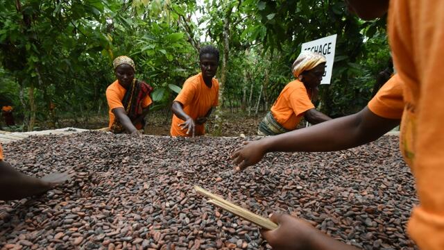 Cifras y protagonistas del cacao: Ghana y Costa de Marfil suspenden venta y piden precio mínimo