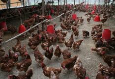 Precio del pollo cae en mercados y centros de acopio en Lima