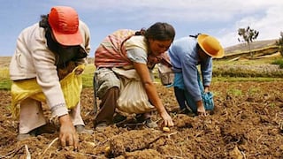 Agro en Perú: se proyecta crecimiento de 3.2%, pero aún hay dudas sobre desempeño