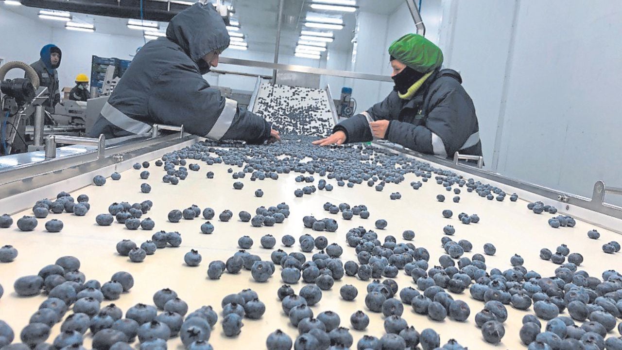 Las plantas de arándano deberán ser embaladas en las mismas condiciones que fueron certificadas por el Servicio Agrícola y Ganadero (SAG) de Chile