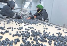 Family Farms importará plantas chilenas de arándano para producir en Pisco