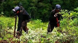 Más de 1,200 hectáreas de cultivos de coca destruidas en Perú en once días