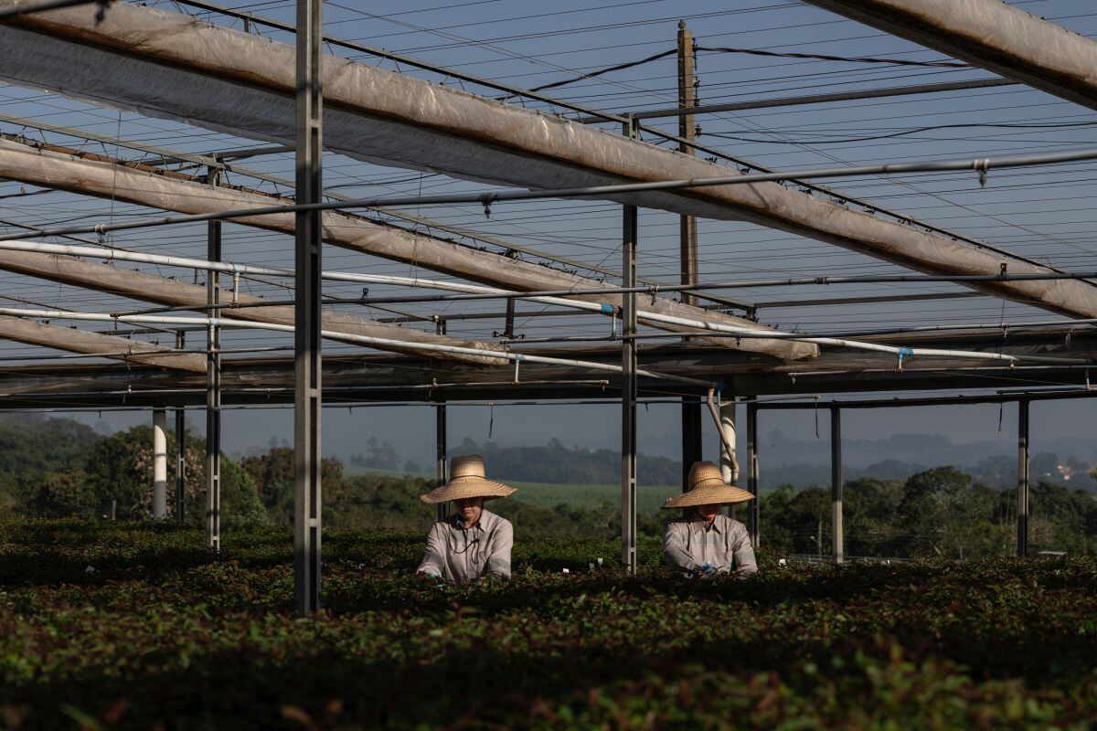 Workers tend to saplings at a Suzano nursery in Alambari, Brazil. Photographer: Maira Erlich/Bloomberg