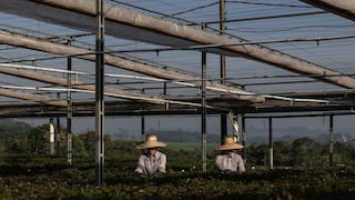 Gigante brasileño del papel amplía su imperio global en medio de guerra comercial