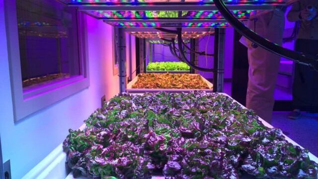 Cómo se podrán cultivar verduras en el espacio gracias a las luces LED