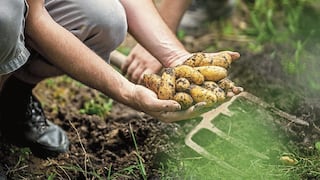 Midagri alista medidas para evitar la sobreproducción agrícola
