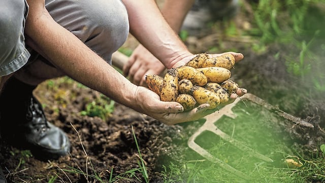 Midagri alista medidas para evitar la sobreproducción agrícola