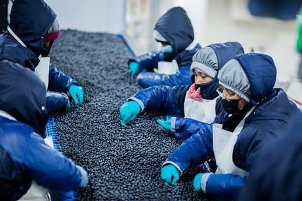 La operación asiática de Camposol, establecida en 2017, gestiona la importación de frutas frescas del hemisferio sur, incluyendo arándanos, uvas, paltas y cítricos. (Foto: Camposol).
