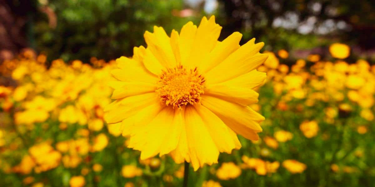 Consulta cuál es la verdadera razón de por qué se regalan flores amarillas este sábado 21 de septiembre en México, Argentina, Chile y otros países. Origen y significado. (Foto: Pixabay)