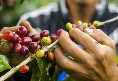 Cerca del 60% de caficultores peruanos laboran en la informalidad