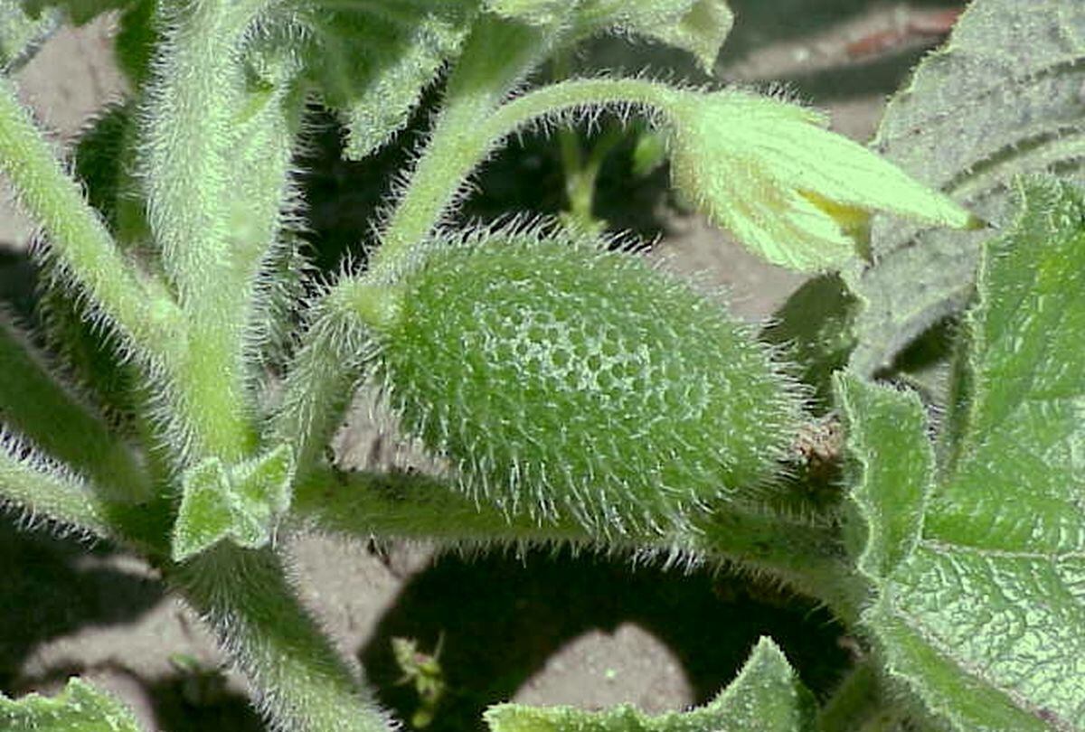Ecballium elaterium. (Foto: cortesía Kurt Stueber/Wikimedia)