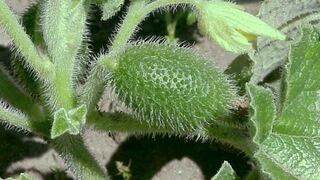 El “explosivo” secreto de la dispersión de las semillas del pepino del diablo sorprende a los científicos