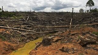 Amazonía peruana perdió casi 29,000 km2 de cobertura vegetal en 36 años