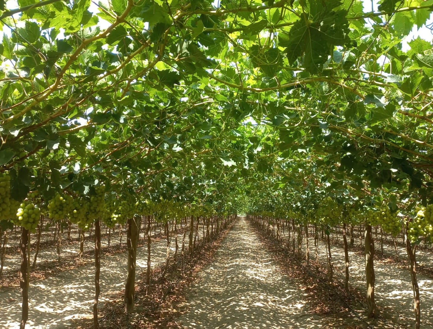 Agroindustrias AIB mantiene inversiones en sus plantas industriales de Chincha y Motupe.