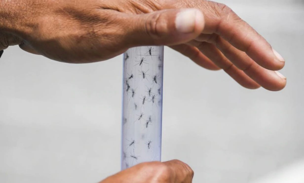 El dengue se transmite mediante mosquitos infectados y puede provocar fiebre, sarpullido y fuertes dolores musculares y articulares. (Foto: AFP)
