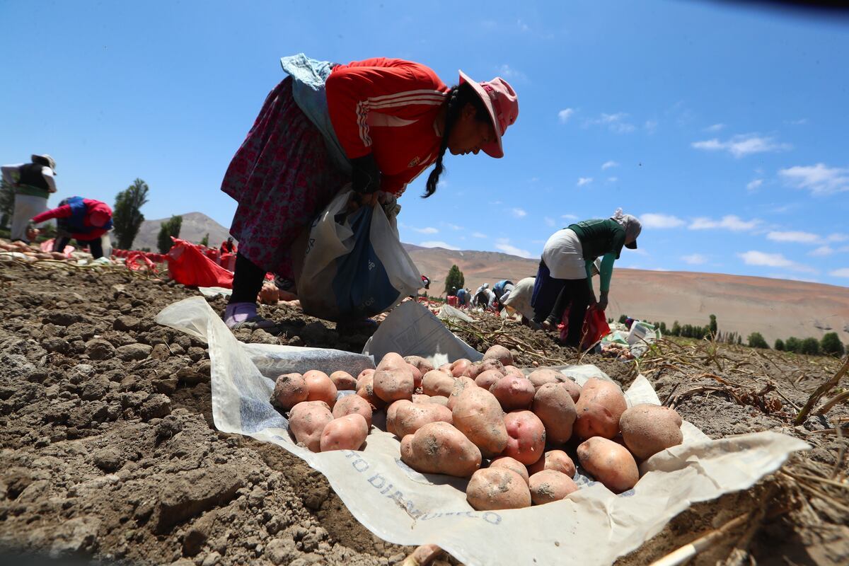 Midagri busca colocar excedentes de papa peruana en el mercado brasileño (Foto: GEC)