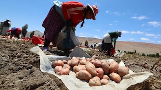 Midagri avanza acuerdo para colocar excedentes de papa peruana en Brasil