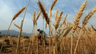 Precio del trigo baja a su menor nivel en una década y no encuentra almacenamiento