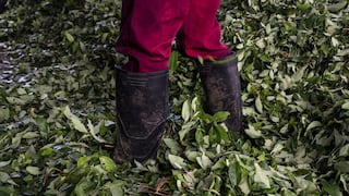 Boom de cocaína en Colombia y actitud de Petro irritan a Trump