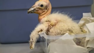 Zoológico de Los Ángeles bate récord con nacimiento de 17 polluelos de cóndor de California