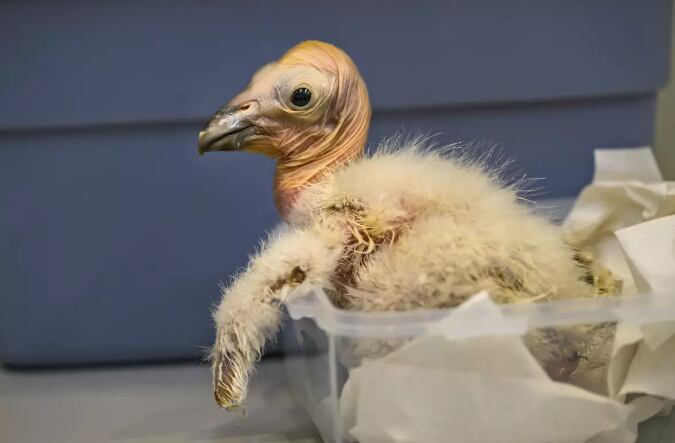 Ave se encuentra en peligro de extinción. (Foto: AP)