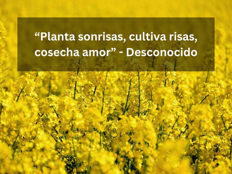 “Planta sonrisas, cultiva risas, cosecha amor” - Desconocido | Imagen de congerdesign en Pixabay / Composición Mix