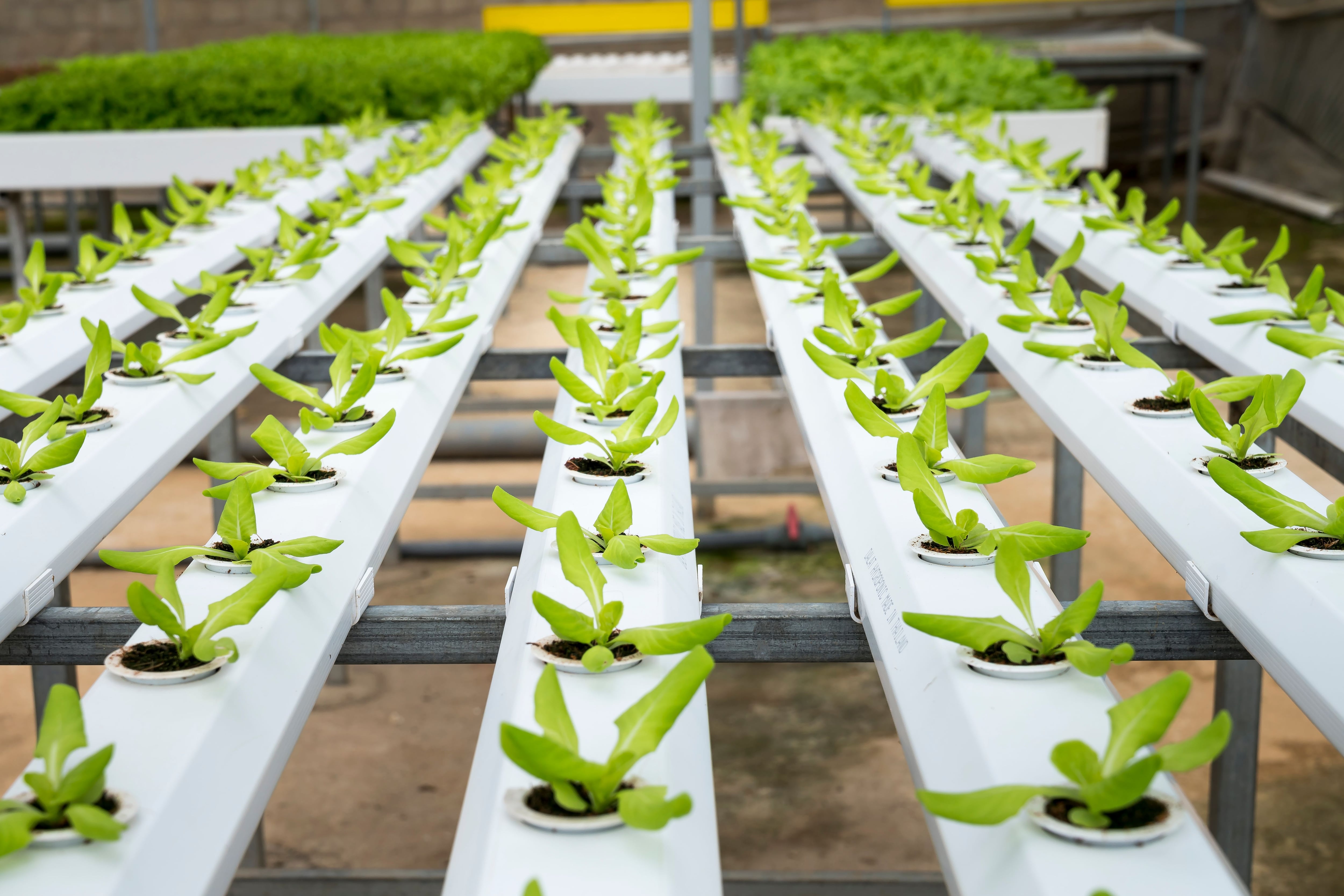 El potencial de transferencia tecnológica en el sector agropecuario y agroindustrial abarca la transformación del conocimiento académico en soluciones comerciales. (Foto: Pexels)
