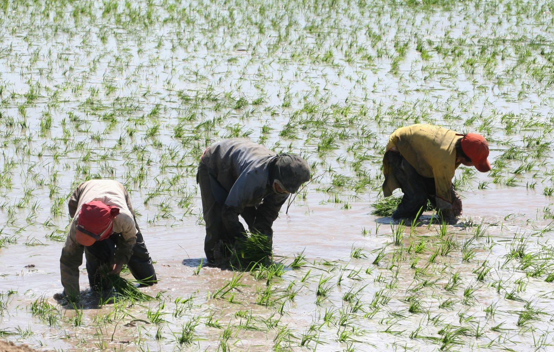 La siembra de arroz sigue manteniendo buenas condiciones en los pronósticos de riesgo agroclimático hasta noviembre Foto: ANDINA.