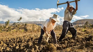 Midagri: seguro agrícola permitió asegurar más de 53,000 hectáreas de cultivos