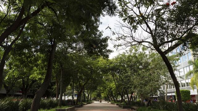 Bosques urbanos, una solución verde para oxigenar las grandes ciudades