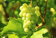 Fondos extranjeros ponen la mira sobre frutícolas chilenas, ¿y Perú?