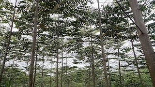 “La Nueva Empresa” presenta las ventajas económicas y sociales de reforestar los bosques peruanos