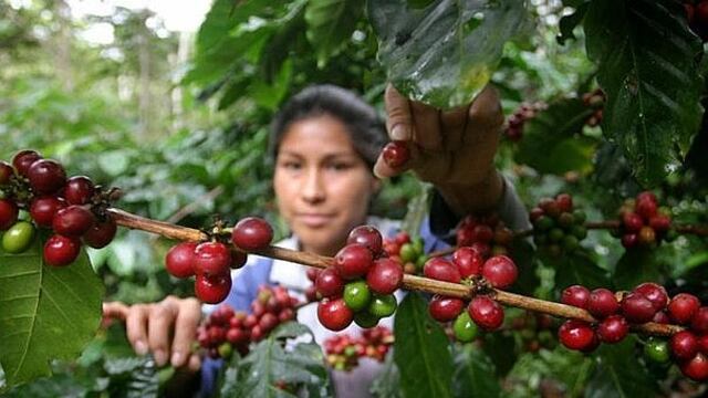 Cafetaleros en Perú ingresan a su segundo año de buenos precios apuntando al mercado chino
