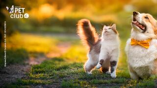 El mejor cuidado para tus mascotas llega con Asistencias Pet Club