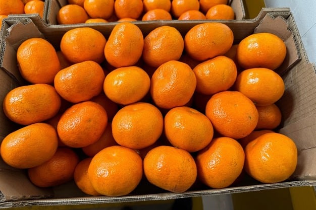 Los envíos de Gamma Fruit y Agro Gamarra se concentran en América, con destinos que incluyen Estados Unidos, México, Canadá, Colombia y países del Caribe. (Foto: Fresh Plaza).