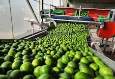 Sol de Olmos apunta a exportar limón en periodo de menor oferta de México