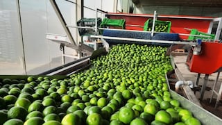 Exportadora de frutas Segrafruit abrirá operaciones en Centroamérica