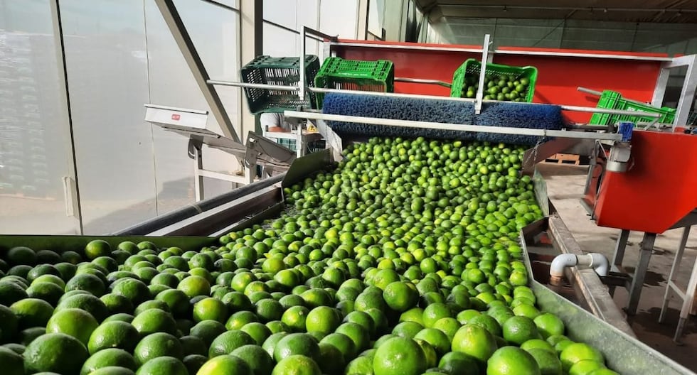 Perú enfrenta caídas en exportaciones de limón en 2026