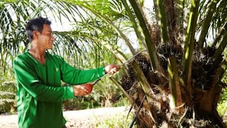 Productores de palma aceitera se oponen a eliminación de beneficios tributarios