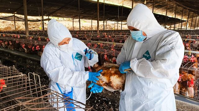 Aprueban nuevas medidas sanitarias para prevenir y controlar la influenza aviar