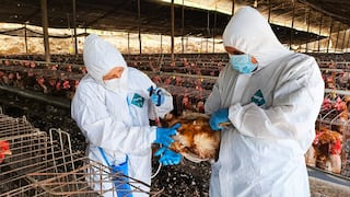 Aprueban nuevas medidas sanitarias para prevenir y controlar la influenza aviar