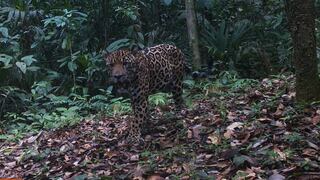 Amenazado por el fuego y la caza ilegal, el jaguar resiste en Sudamérica  