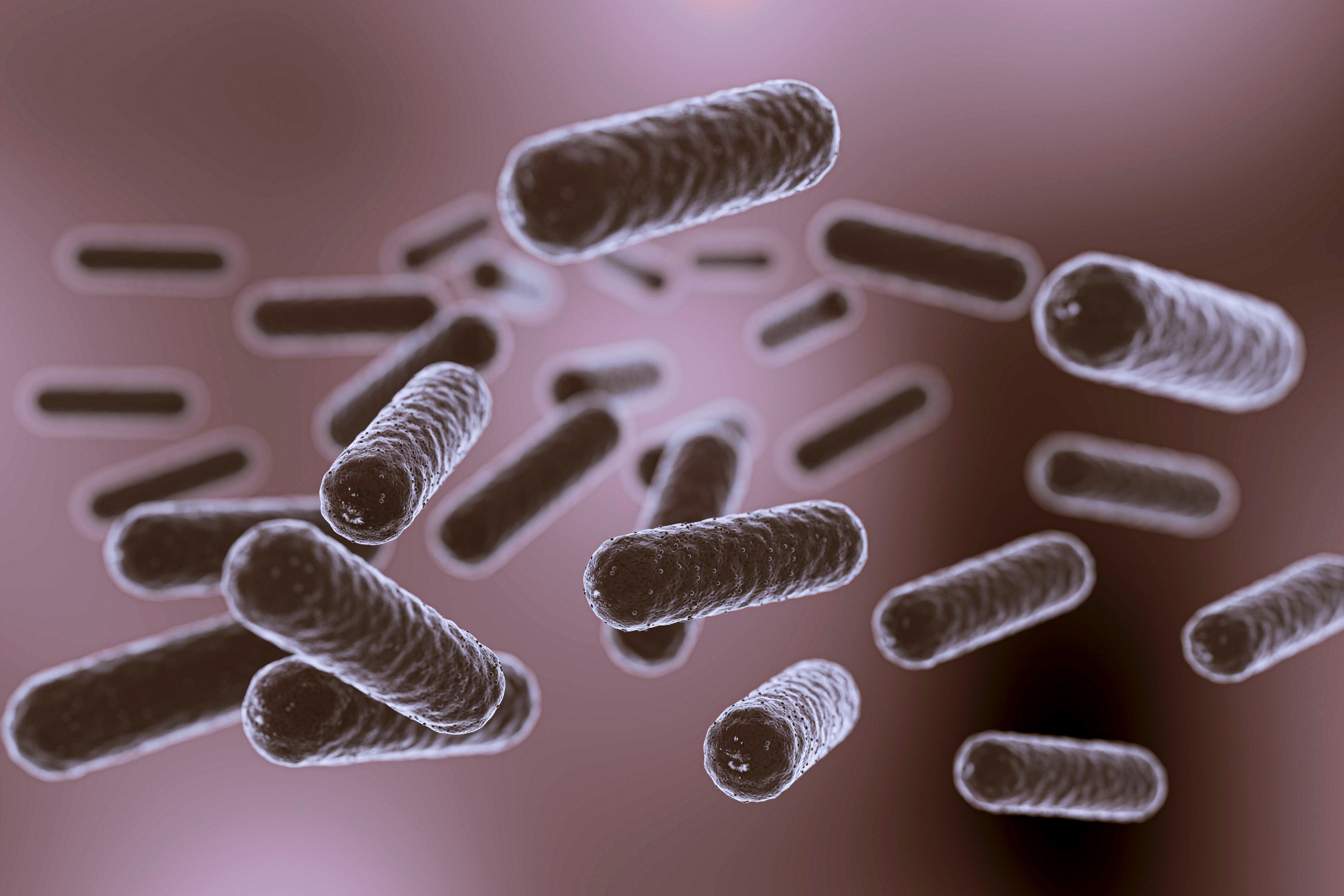 Esta bacteria está causando preocupación por el incremento de casos en Florida. (Crédito: Magnific / Imagen referencial)