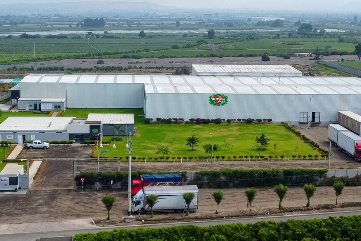 Westfalia exporta, además de palta, volúmenes menores de mango y mandarina, y volúmenes limitados de arándano fresco para cubrir programas clave. (Foto: Westfalia Perú)