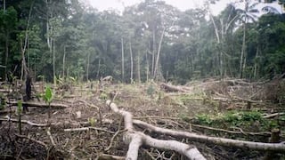 Ministerio de Ambiente busca paralizar tala de árboles en comunidad loretana
