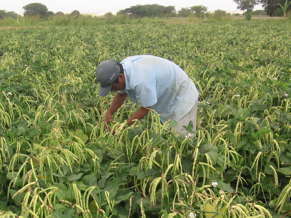 Cultivos de arroz figuran entre los que enfrentan mayores riesgos ante las altas temperaturas en la costa norte.