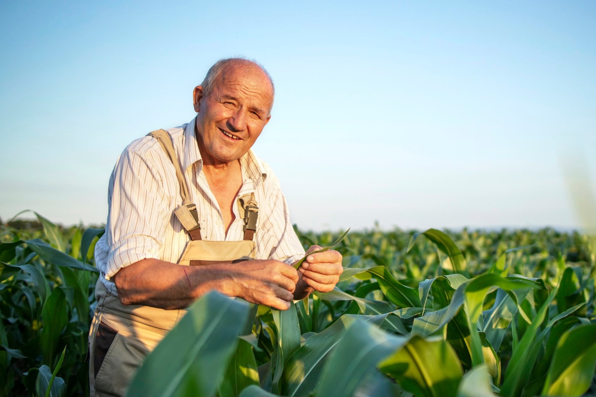 La agricultura es un sector clave en todo el mundo (Foto: Freepik)